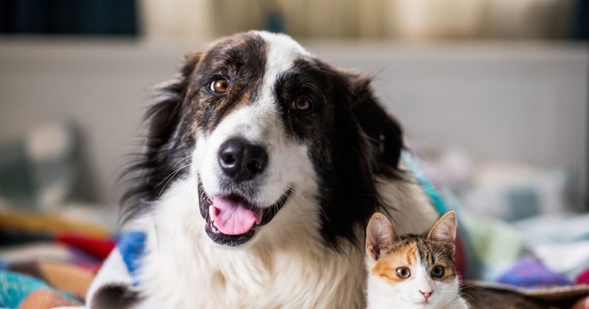 The Companion Animal Psychology Blogs, Podcasts, and Videos of the Year