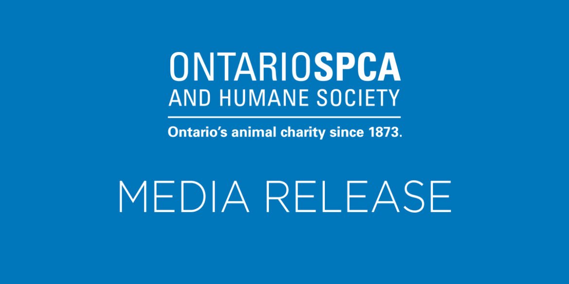 The Ontario SPCA helps more than 500 animals find homes this holiday season