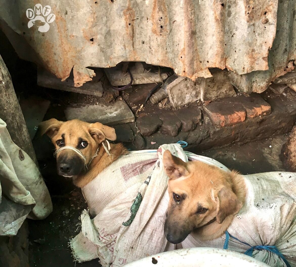 Victory! Jakarta Officially Bans The Dog & Cat Meat Trade, Ending Decades Of Cruelty