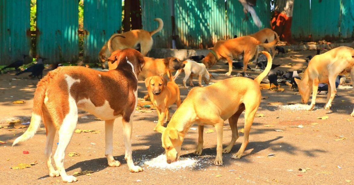 Why Indian Cities Are Struggling to Deal With Stray Dogs