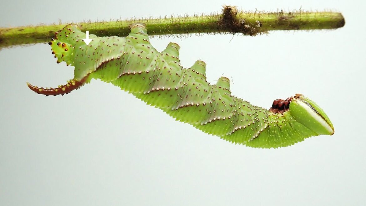 Young moths hiss at predators 