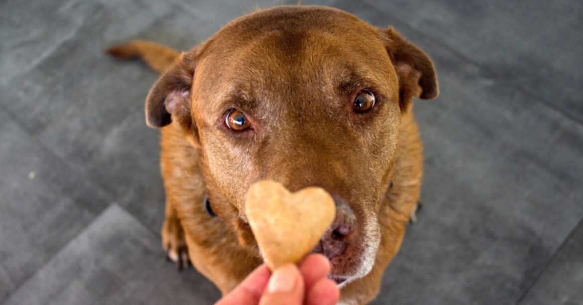 10 Indian Brands Offering Natural, Healthy & Organic Food for Your Pets