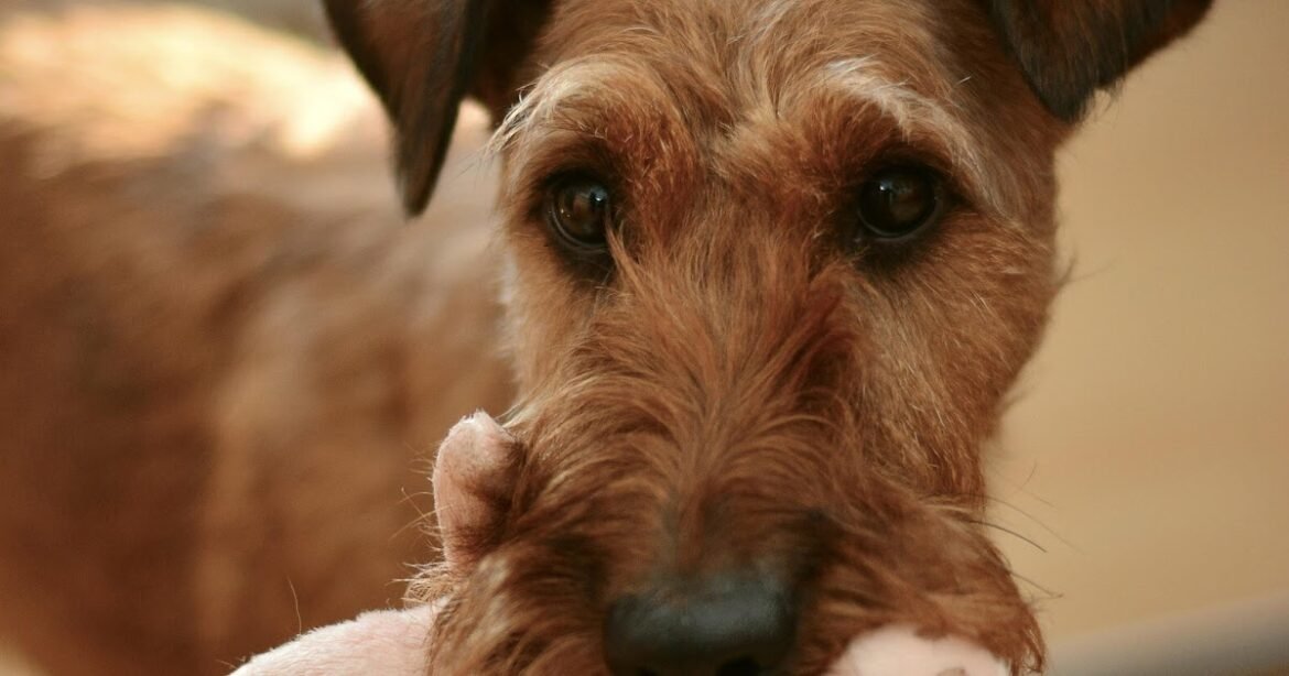 Choosing Healthy Dogs and Cute Videos That Aren't