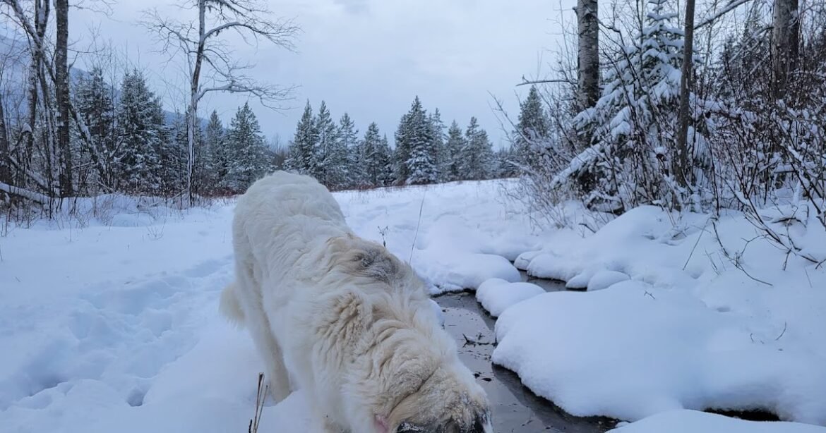 Just Dog Is Good Enough