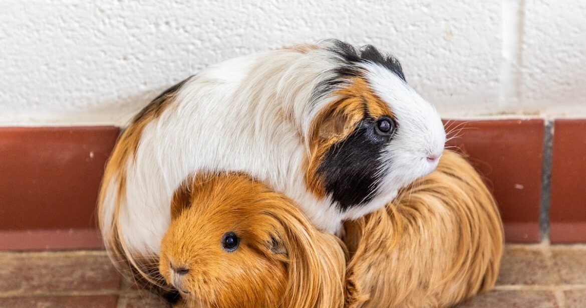 More Guinea Pigs are Going into Care in the UK, RSPCA Warns