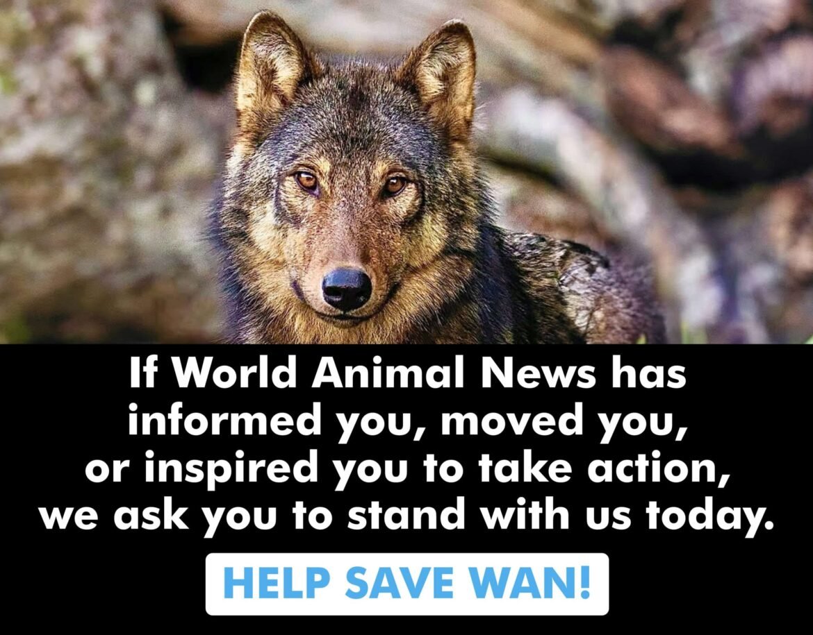 U.S. Lawmaker Launches Lifesaving Effort To Stop Cruel Dog & Cat Testing