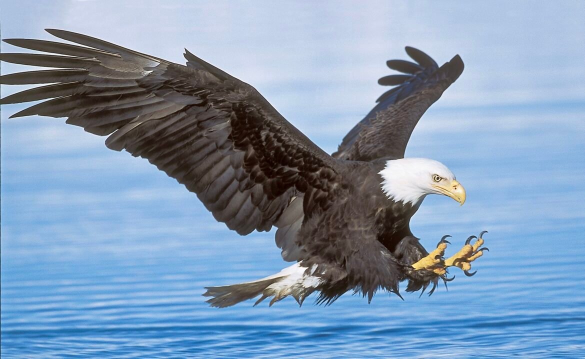 $15,000 Reward Offered For Information On Bald Eagle Killing In Louisiana