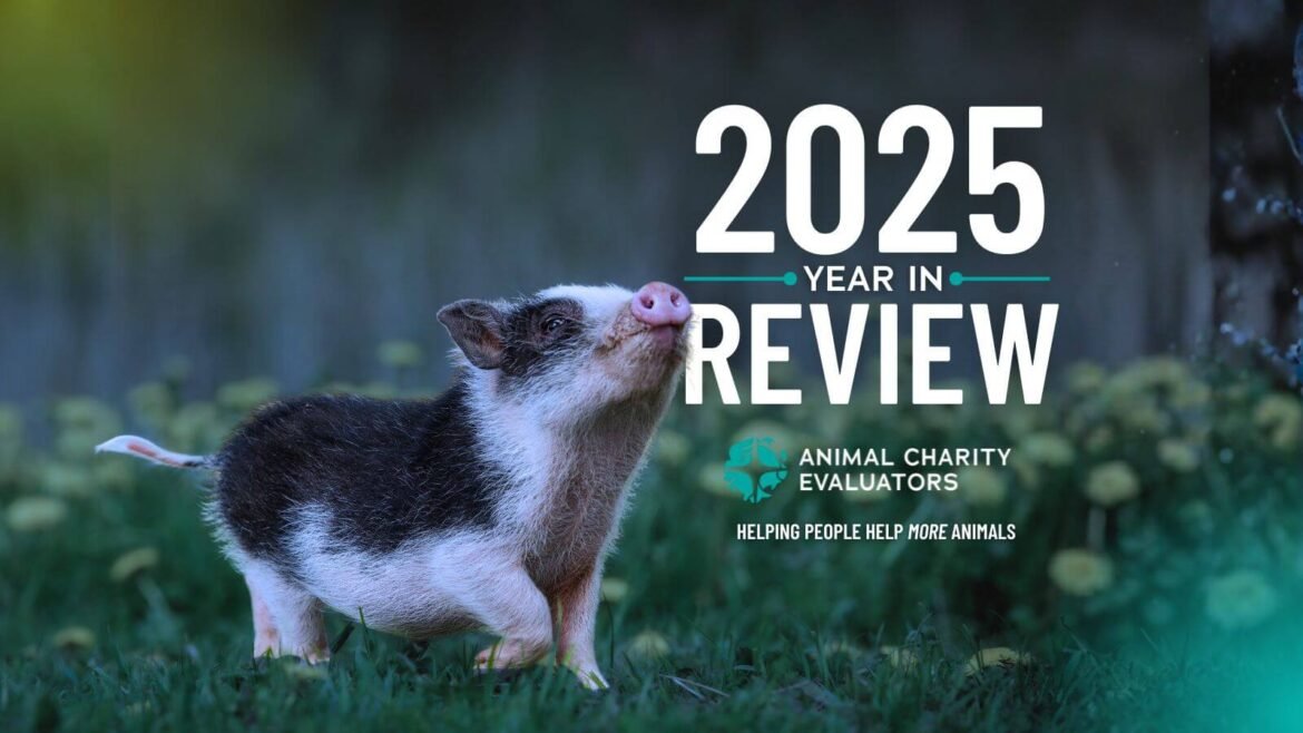 2025 Year in Review - Animal Charity Evaluators