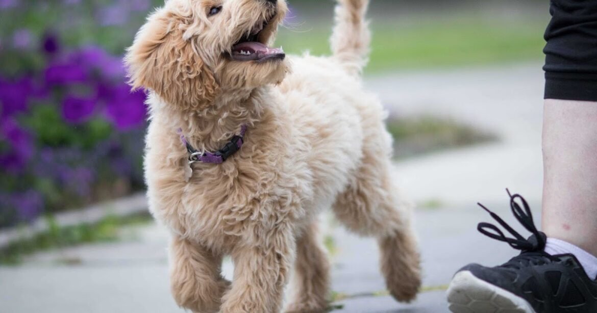 Dog Training Methods are Linked to Wider Beliefs about Animals