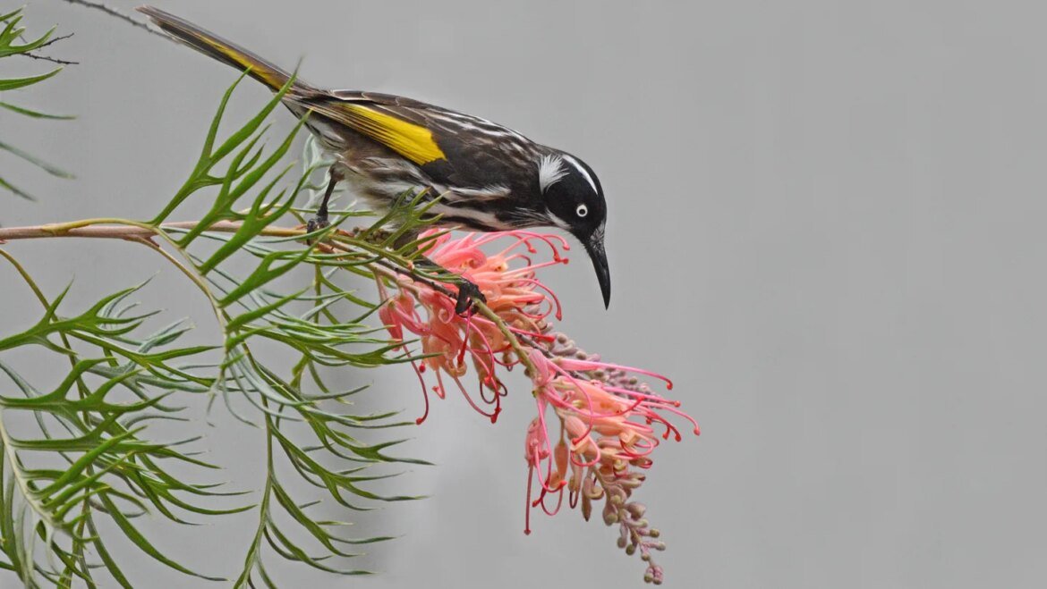 Here’s how honeyeaters and other birds thrive on sugary diets