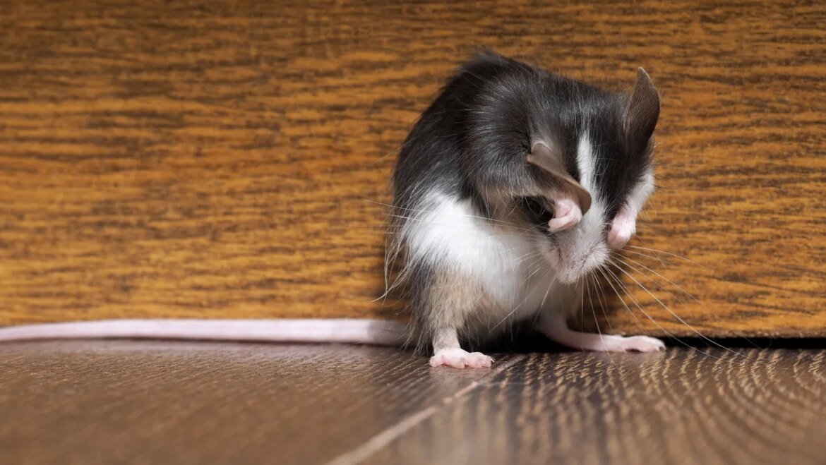 This itch-triggering protein also sends signals to stop scratching