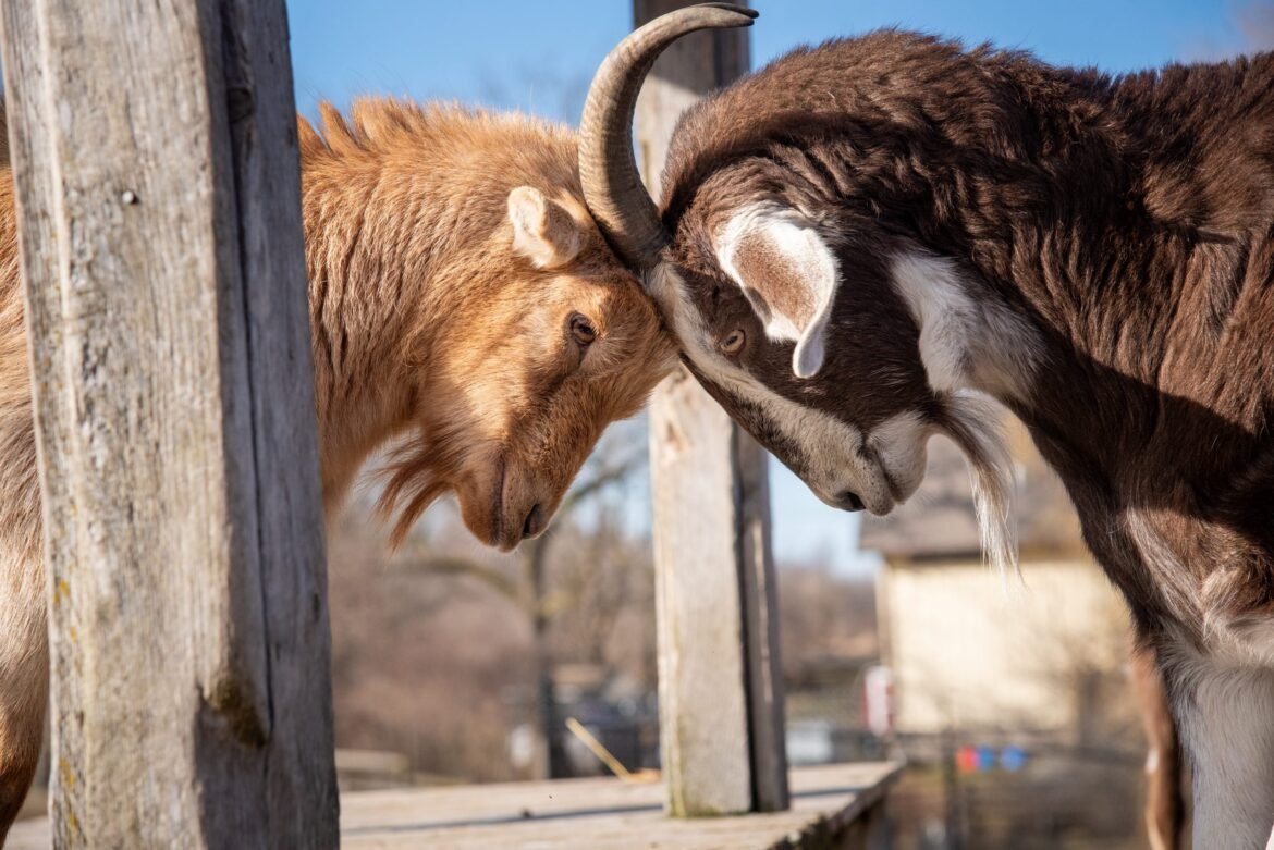 Three Sanctuary Friendships That Will Melt Your Heart