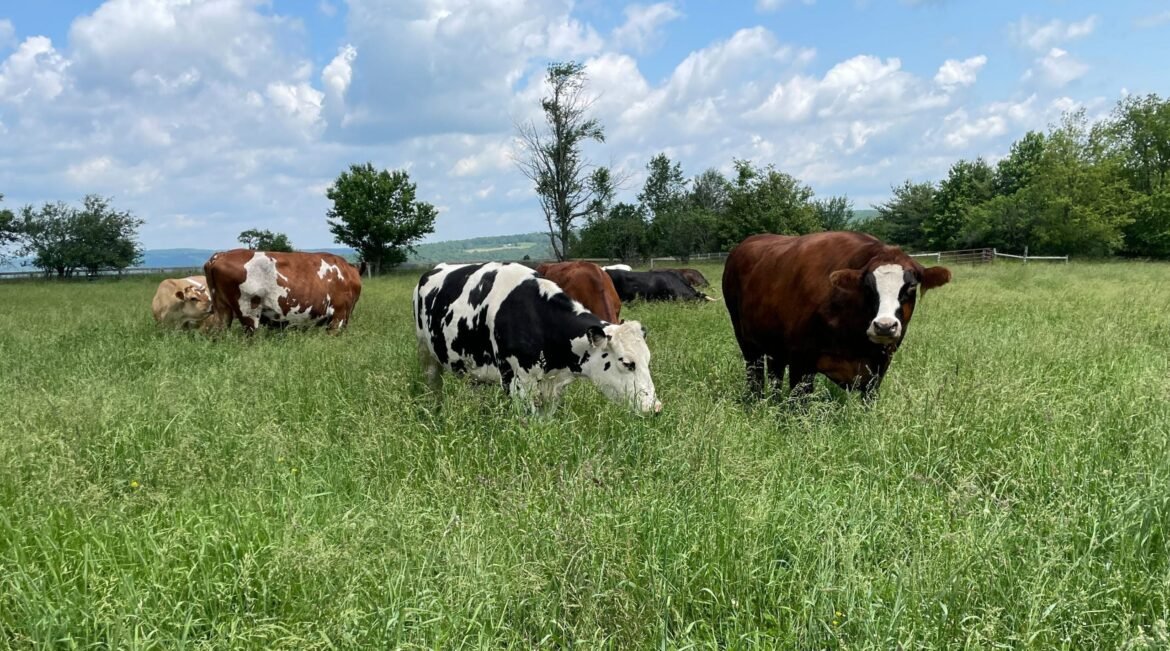 Two Brave Cows Who Escaped Slaughter and Found Sanctuary