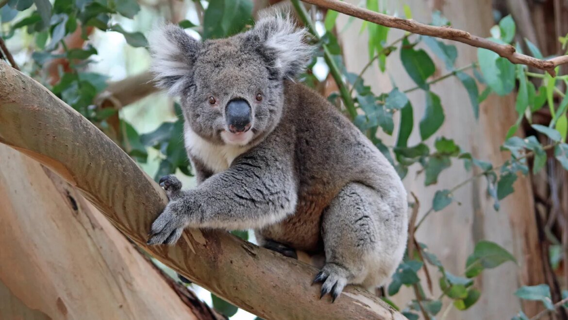 A koala population’s rapid rebound may let it escape inbreeding's perils