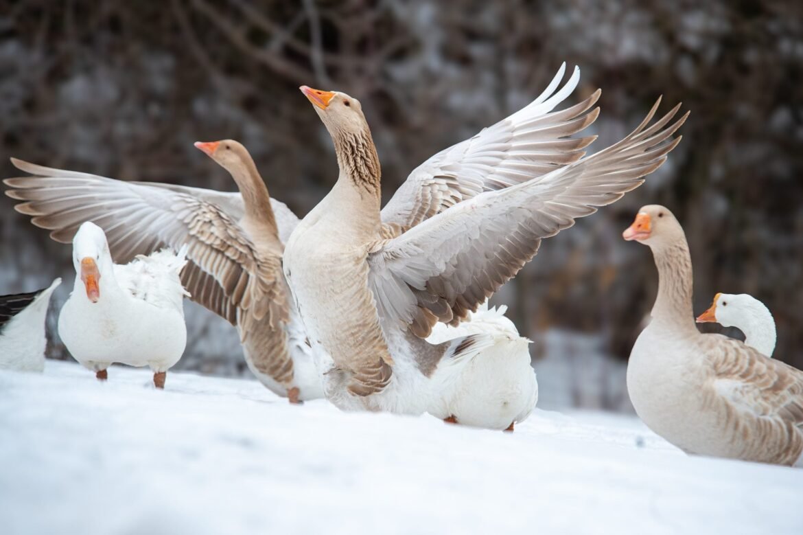 Court Rules NYC Foie Gras Ban Can Take Effect