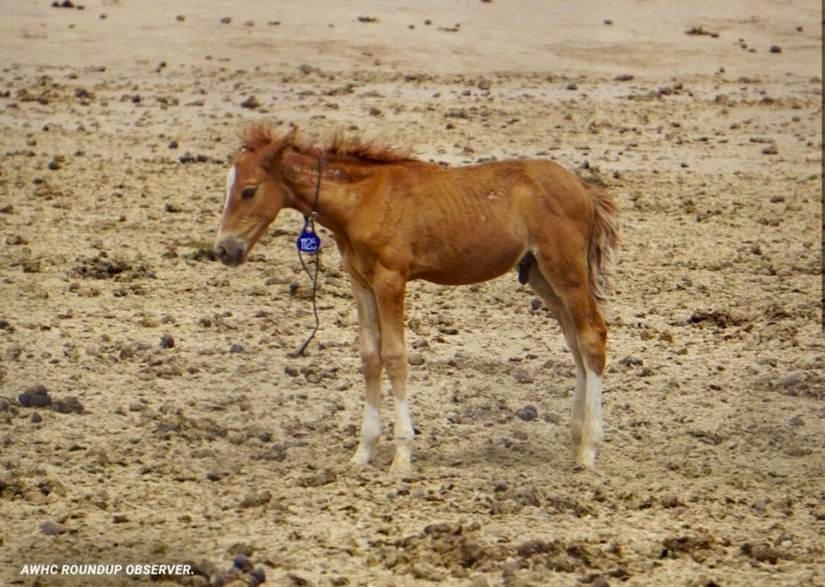 Foals Dying In BLM Holding Facilities Without Public Accounting, Report Reveals