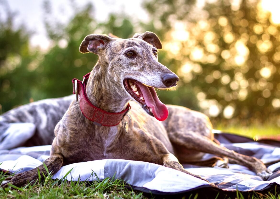 Historic Victory For Dogs: Wales And Scotland Ban Greyhound Racing
