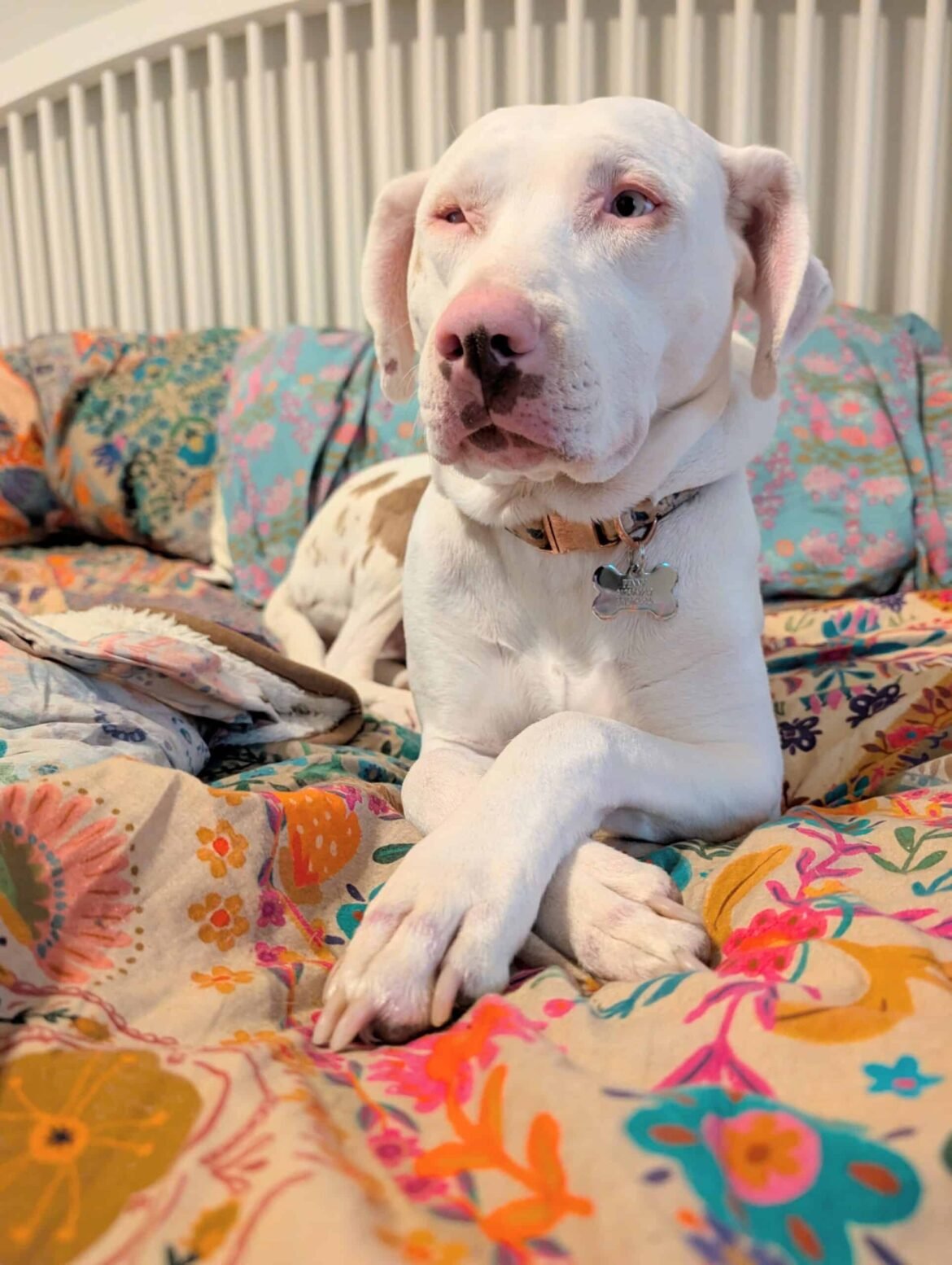 Is a Dog DNA Test Worthwhile? (And Discover Penny's Breed Mix!)