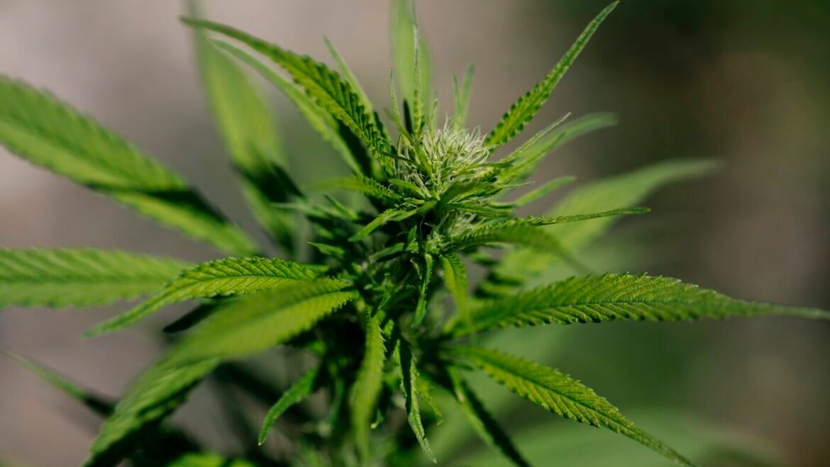 Little research to support cannabis for mental health conditions : NPR