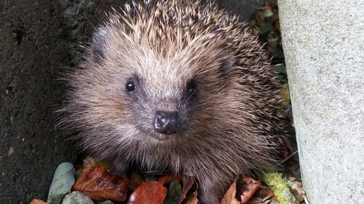 Scientists suggest modifying cars to hit fewer hedgehogs