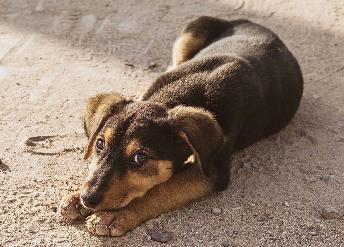 Take Action: Global Outrage Mounts Over Alleged Killing Of Dogs In Morocco Ahead Of 2030 World Cup