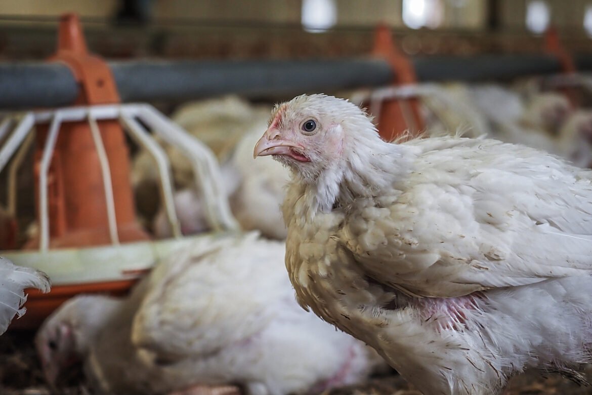 The Short, Painful Lives of Billions of Chickens Farmed for Meat