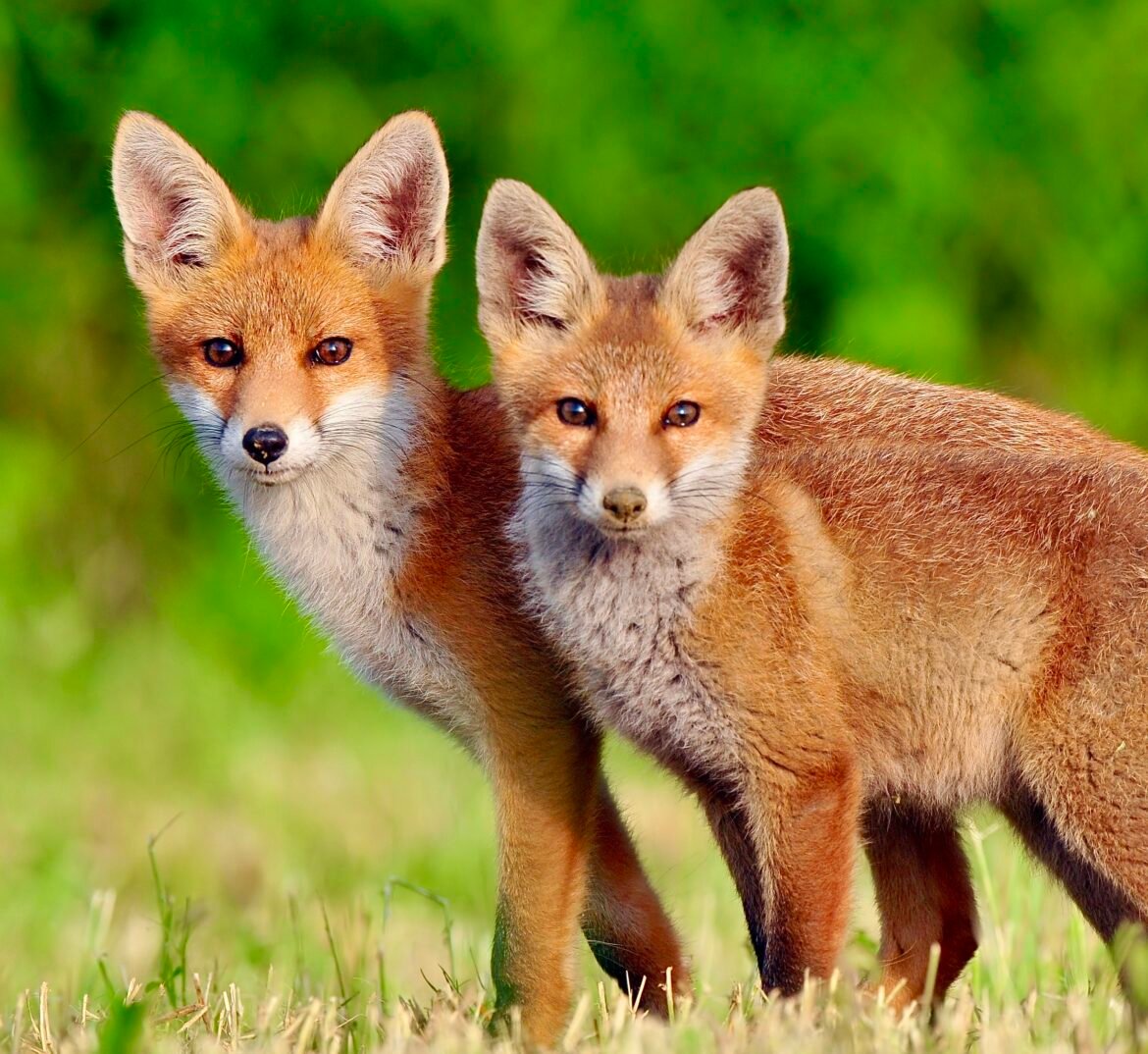 Victory! The Emmys Go Fur-Free In Major Win For Animal Welfare & Wildlife