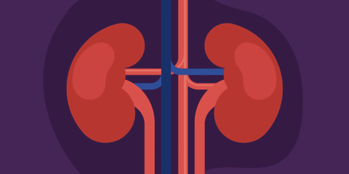 What Do Kidneys Do? - HealthyWomen