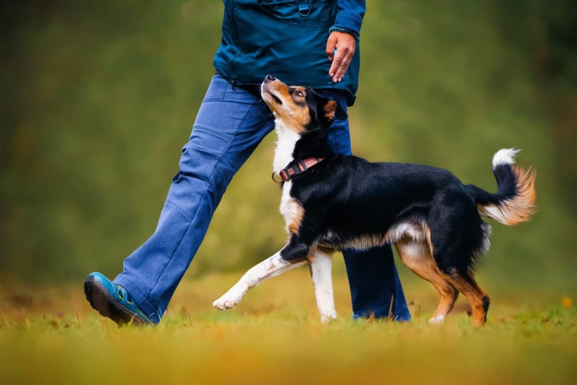 7 Reasons Professional Training Benefits Your Dog