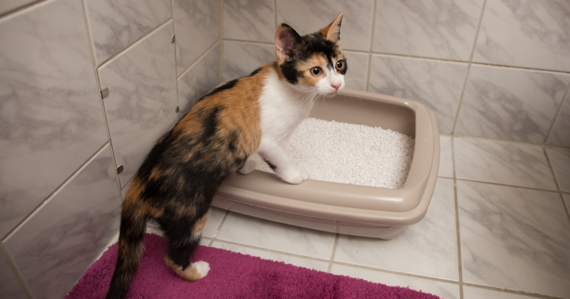 9 Best Cat Litter Products of 2026