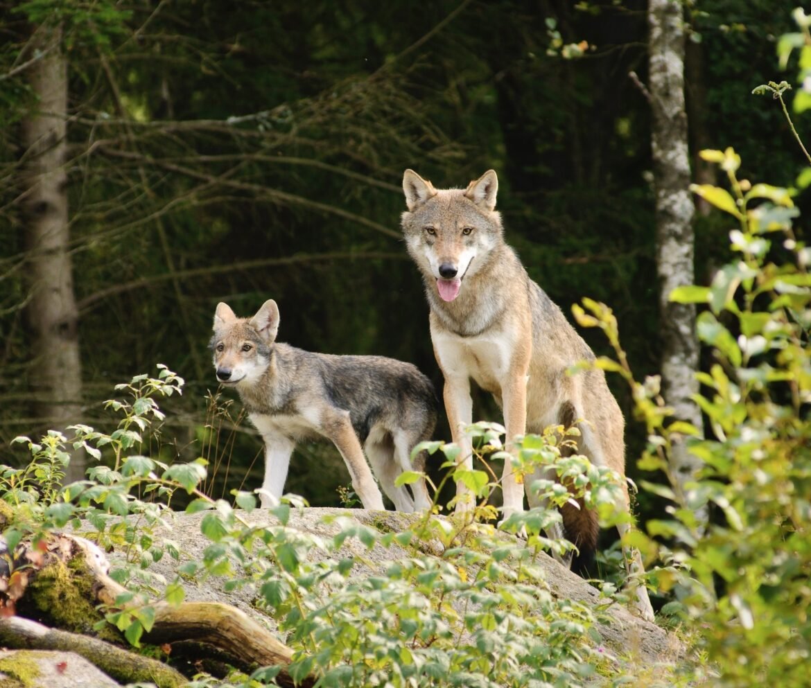 A Historic First: Ancient Redwoods To Take Root At LA County Wolf Sanctuary This Earth Day