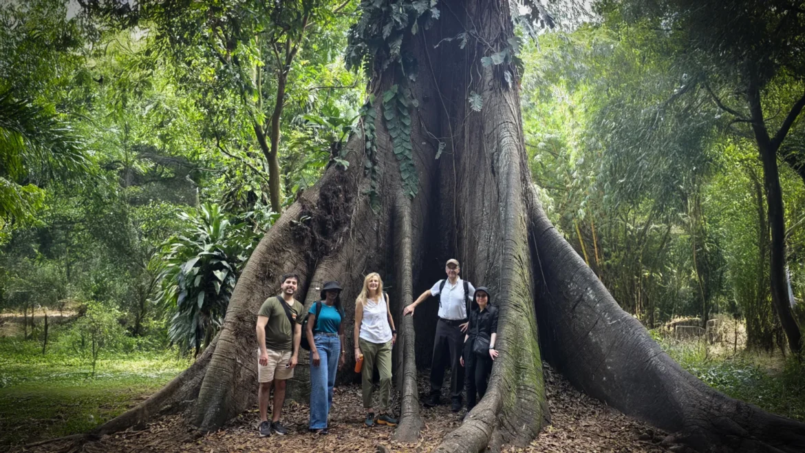 Africa’s forests have flipped from carbon sink to carbon source