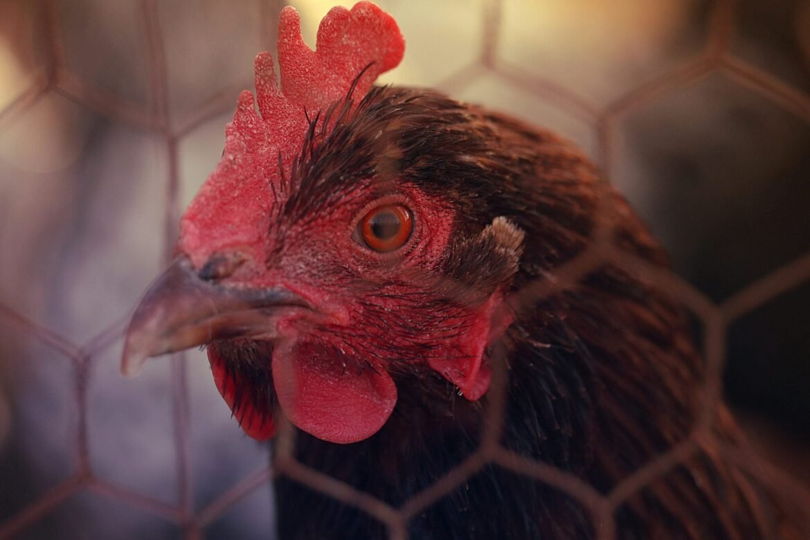 Bird Flu Detected in Iowa Backyard Chicken Flocks as Migration Raises Risk