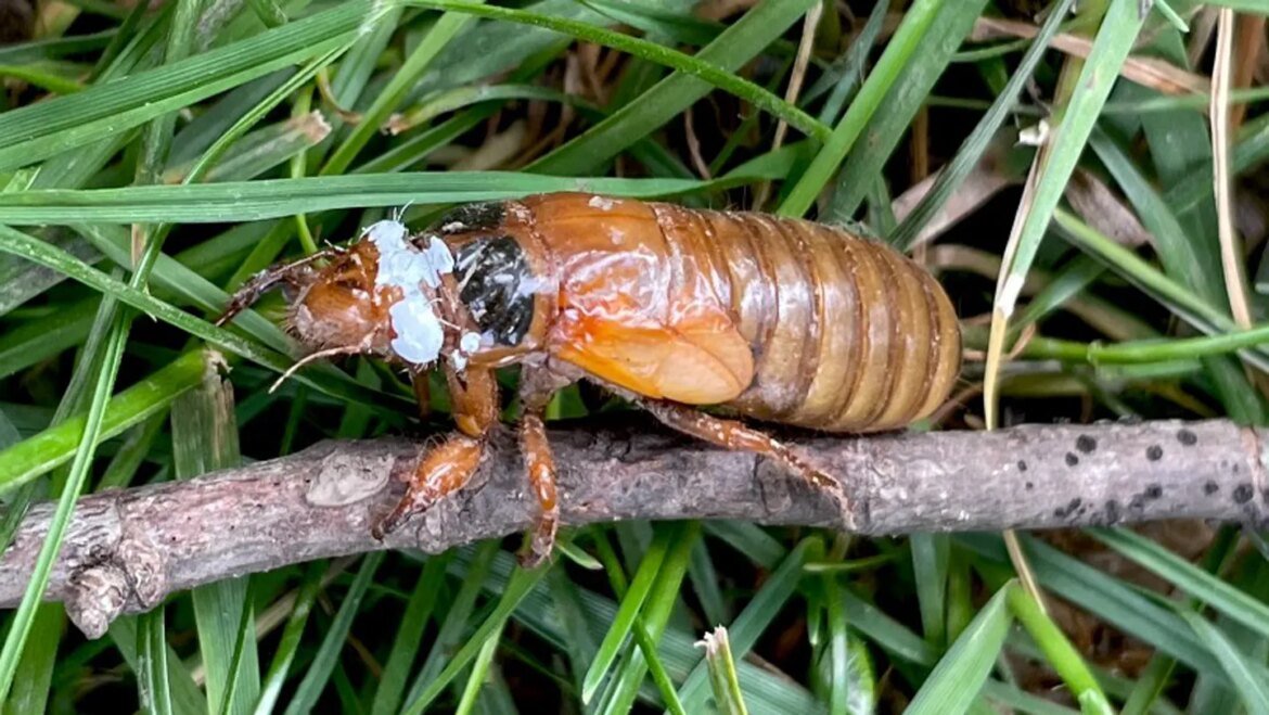 Cicadas use darkness cues from shadows to move toward trees