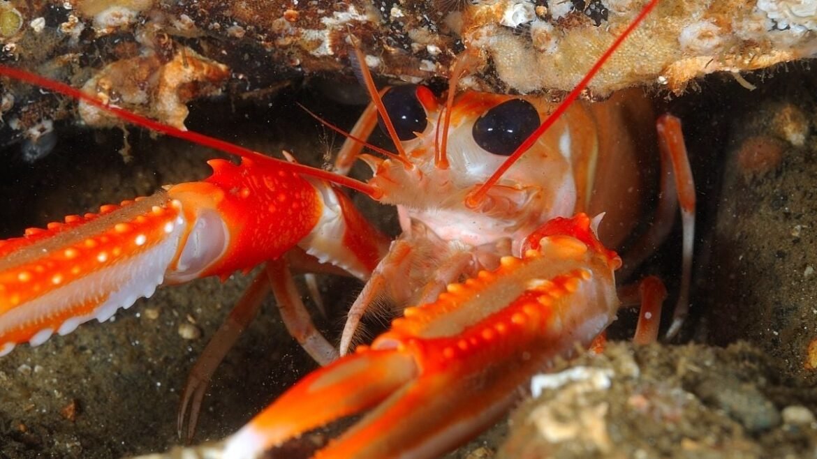 Disturbing Experiment Bolsters The Case Lobsters Feel Pain After All : ScienceAlert