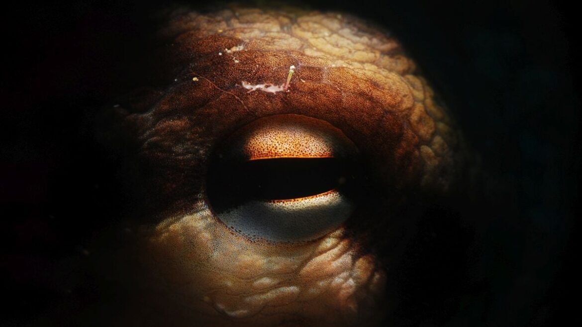 Giant, Kraken-Like Octopuses Once Stalked Their Prey in Cretaceous Seas : ScienceAlert