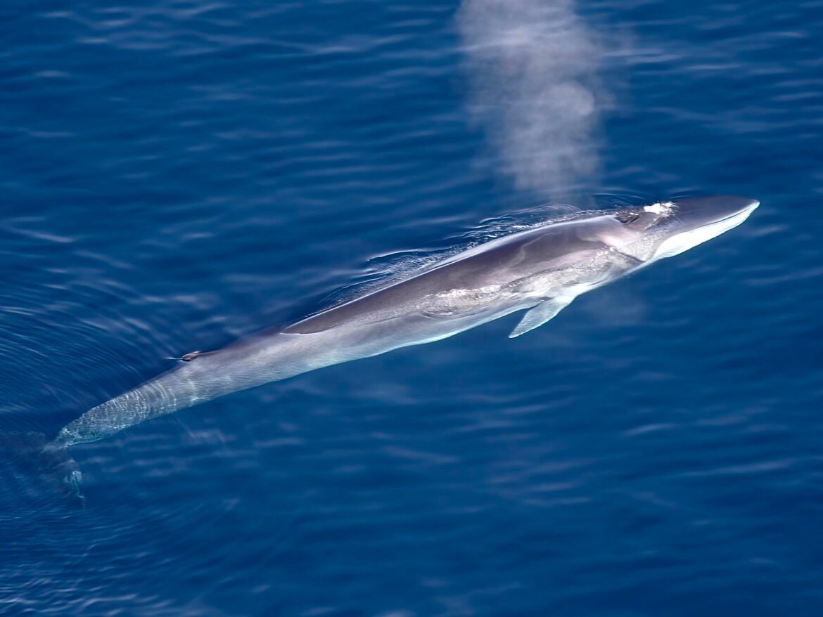 Global Outrage As Iceland Prepares To Resume Fin Whale Hunts Amid Rising Opposition