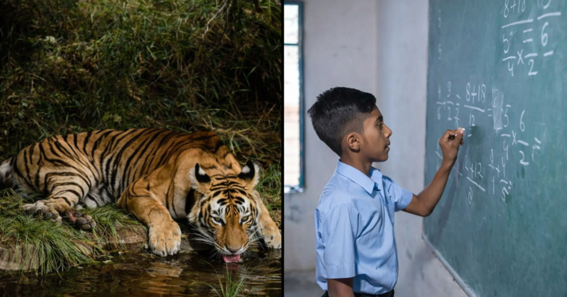 How Tiger Conservation Improves Farming, Water & Education in India