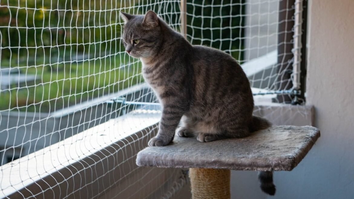 Indoor Cats Vs. Outdoor Cats: Pros & Cons