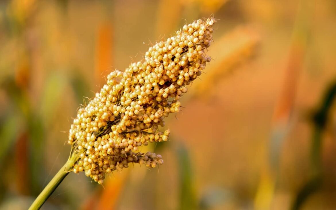 Jowar (Sorghum) - Benefits, Nutrition Value, & Recipes