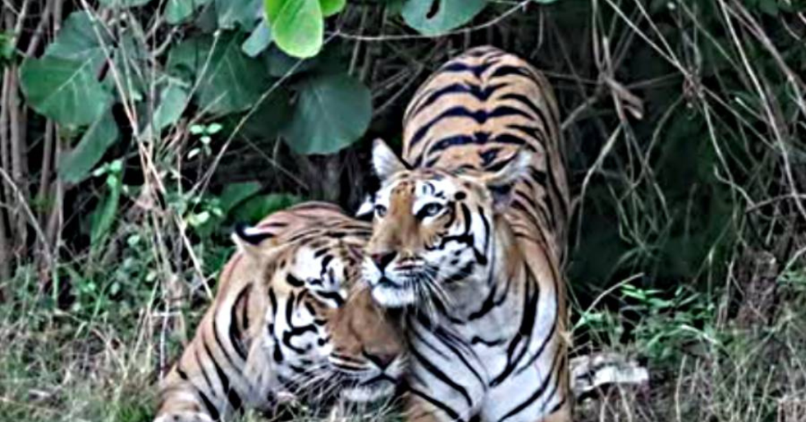 Kheoni Wildlife Sanctuary Emerges as Tiger Breeding Hub in Madhya Pradesh