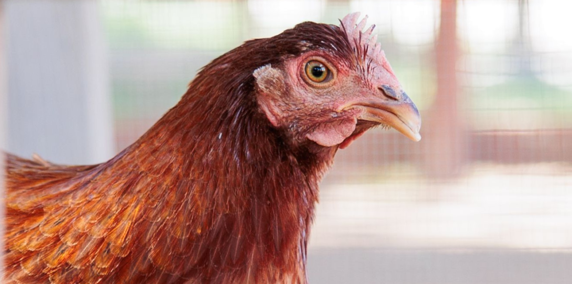 Meet Billie Eilish (Hen), Our Resident Music Lover