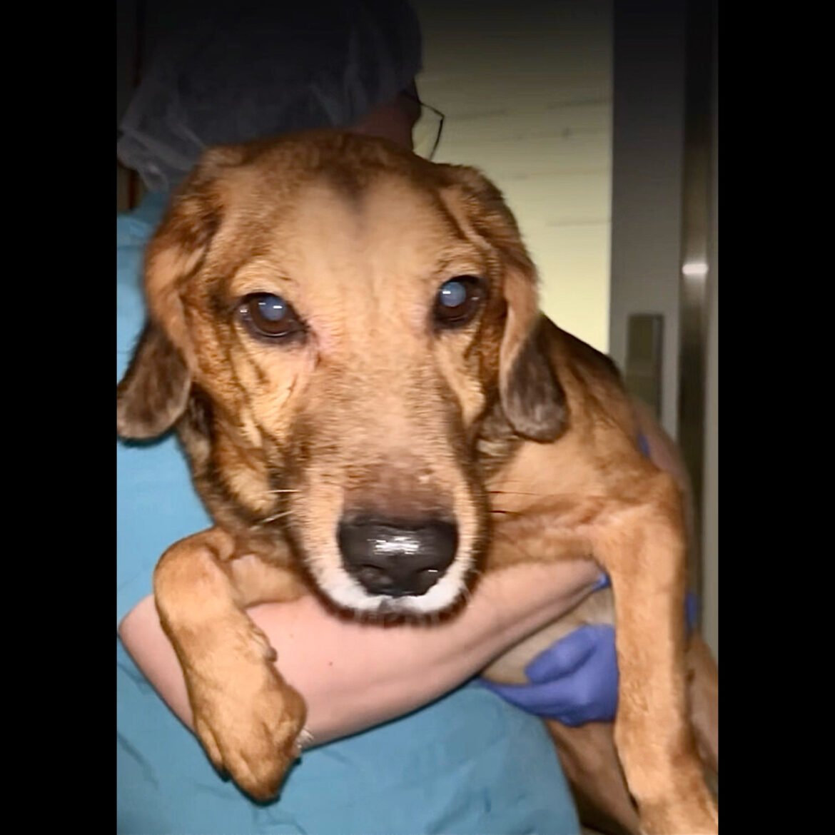 New Investigation Exposes Dogs Bred To Suffer In NIH-Funded Muscular Dystrophy Experiments