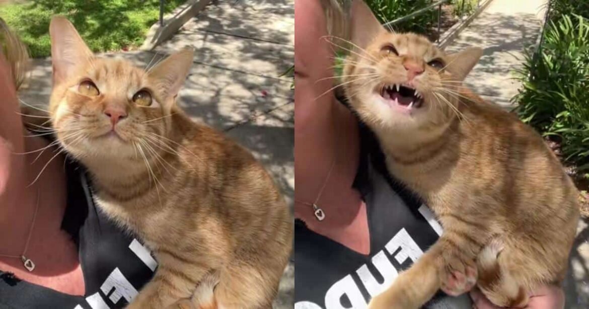 Orange Cat Has Big Feelings About Birds and Can’t Hide It
