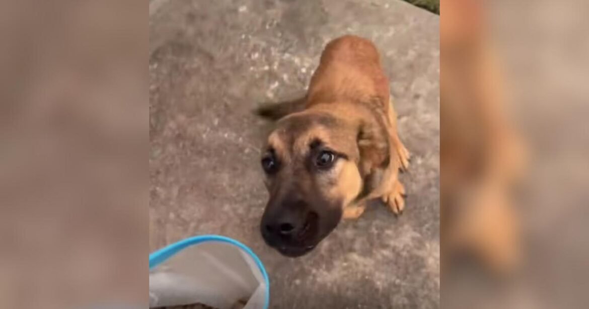 People Can’t Get Over This Abandoned Puppy’s Haunting Howl