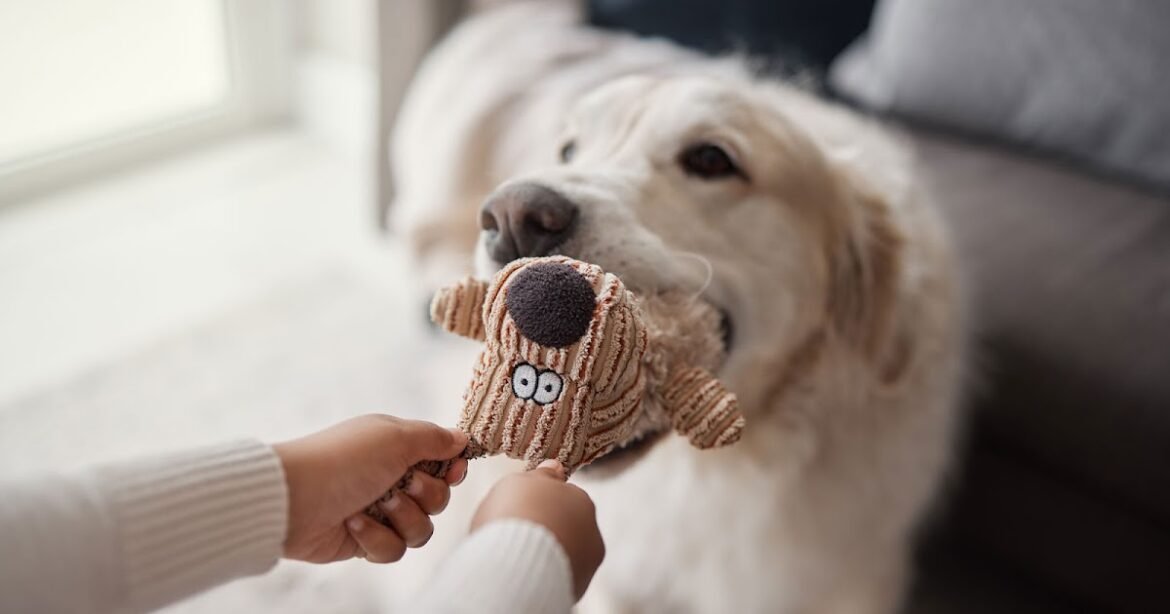 Play Improves Your Relationship With Your Dog, Study Shows