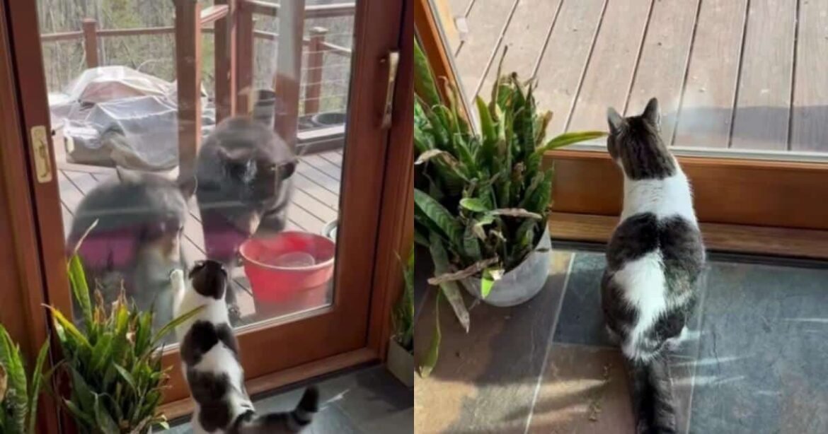 Two Bears Showed Up on the Porch, but This Tough Cat Said “Absolutely Not”
