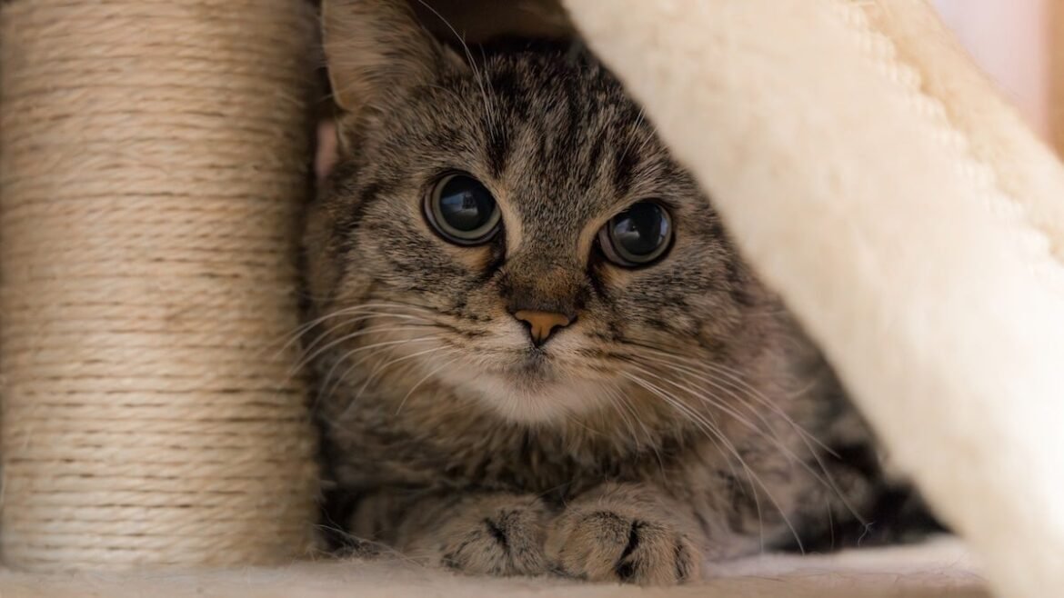What Causes Cat Anxiety? Experts Explain