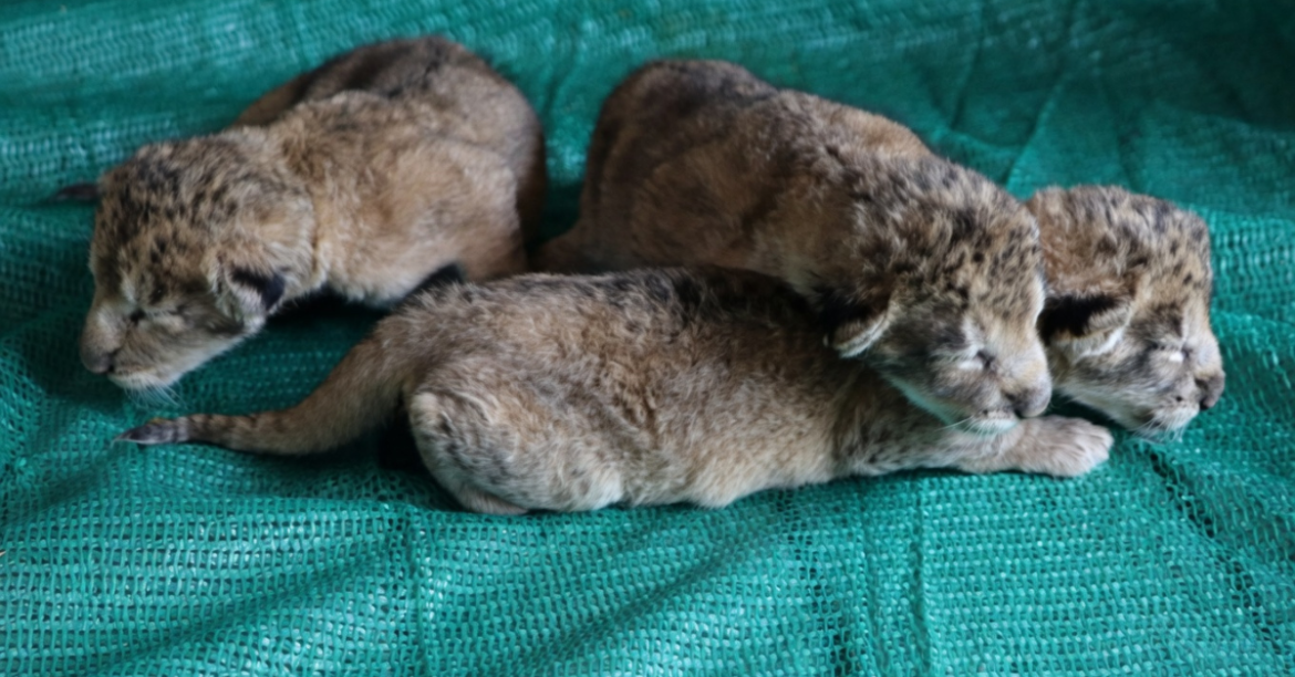 Why Lions and Tigers Don’t Coexist