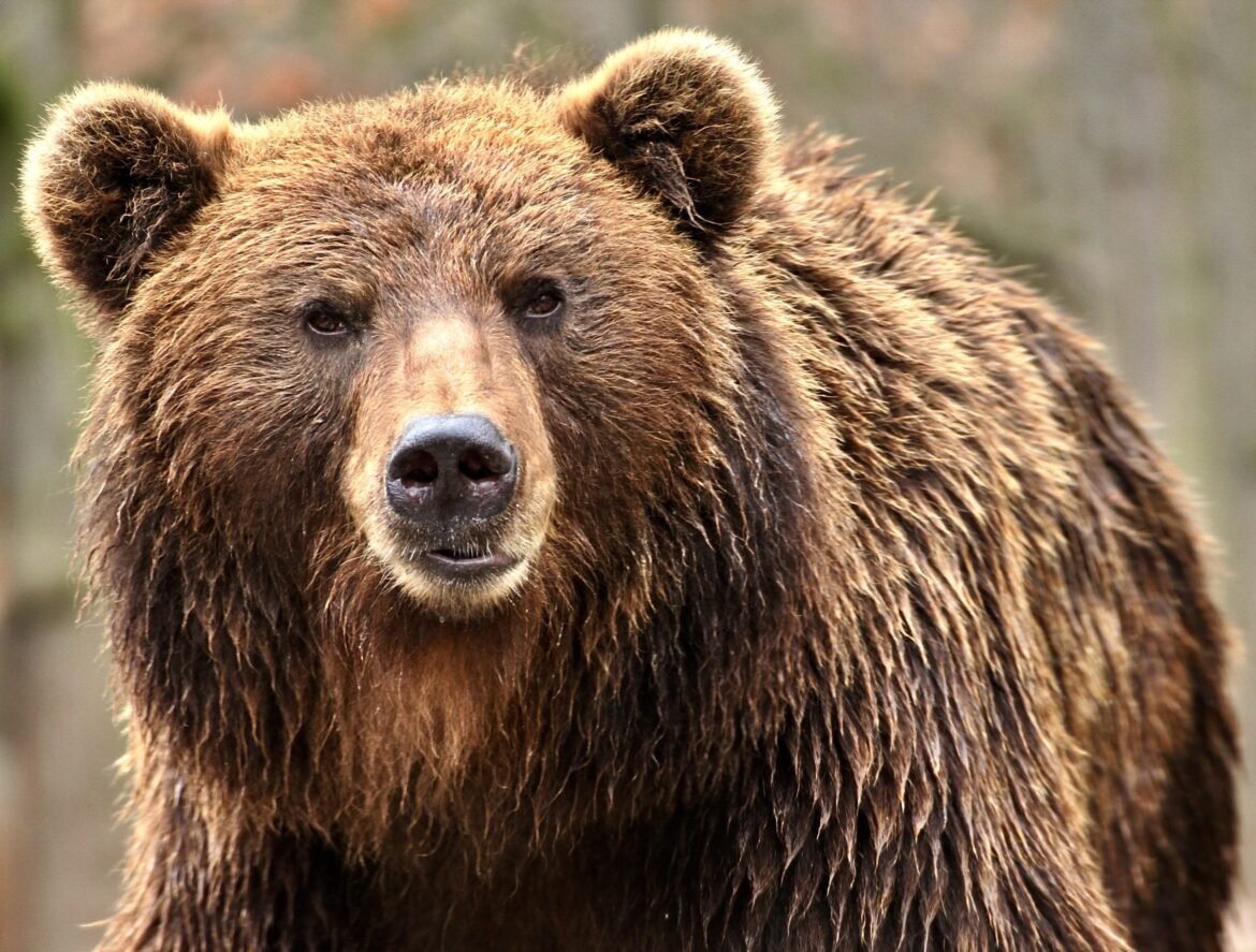Wildlife Groups File Emergency Legal Action To Halt Alaska Bear-Killing Program